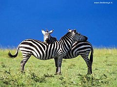 zebre1 copia
